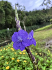 Stachytarpheta cayennensis