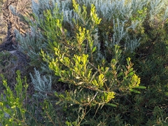 Acacia longifolia sophorae