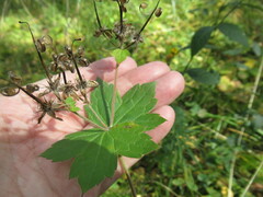 Geranium platyanthum