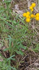 Chrysocephalum apiculatum