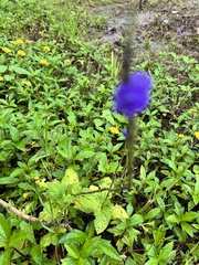 Stachytarpheta cayennensis