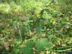 Geranium platyanthum