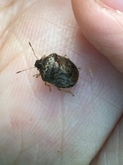 Cosmopepla intergressa