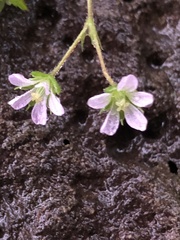 Geranium homeanum