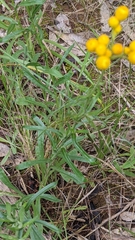 Chrysocephalum apiculatum