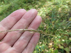 Achnatherum sibiricum
