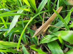 Euconocephalus nasutus