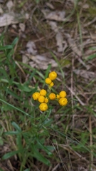 Chrysocephalum apiculatum
