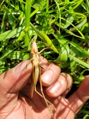 Euconocephalus nasutus