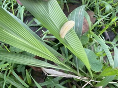 Elisolimax flavescens