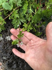 Geranium homeanum
