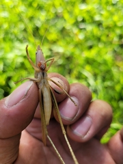 Euconocephalus nasutus