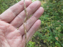 Achnatherum sibiricum