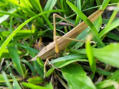 Euconocephalus nasutus