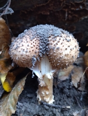 Echinoderma