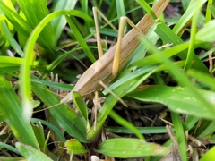 Euconocephalus nasutus