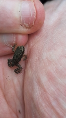 Sclerophrys capensis