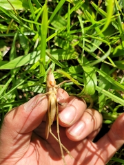 Euconocephalus nasutus