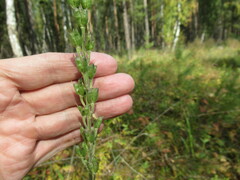 Aconitum barbatum