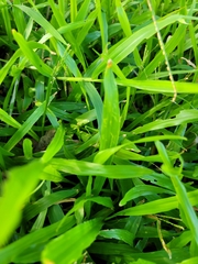 Euconocephalus nasutus