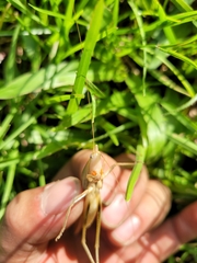 Euconocephalus nasutus