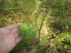 Aconitum barbatum