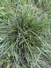 Lomandra