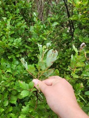 Salix aurita