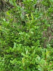 Salix aurita