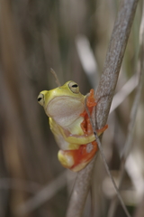 Hyperolius semidiscus