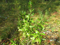 Rhododendron dauricum