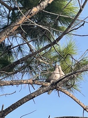 Streptopelia decaocto