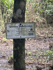 Tarenna pavettoides