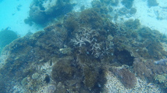 Corallinaceae
