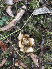 Geastrum australe