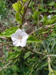 Convolvulus sagittatus