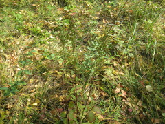Solidago dahurica
