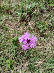 Glandularia aristigera