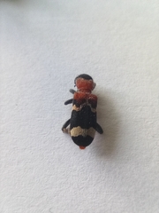 Thanasimus formicarius