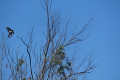 Pycnonotus nigricans