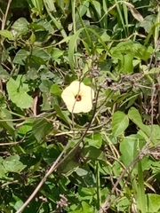 Hewittia malabarica