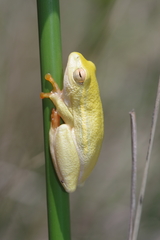 Hyperolius semidiscus
