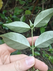 Geniostoma ligustrifolium ligustrifolium