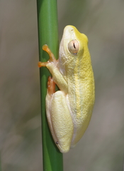 Hyperolius semidiscus