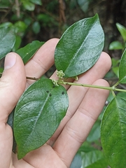 Geniostoma ligustrifolium ligustrifolium