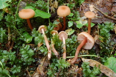 Laccaria laccata affinis