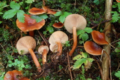 Lactarius sphagneti