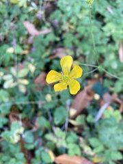 Ranunculus repens