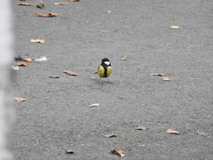Parus major