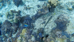 Acanthurus leucosternon
